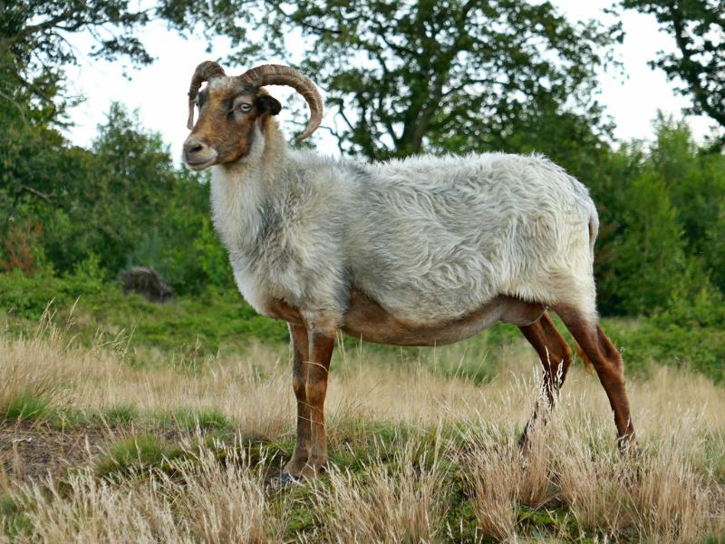 7 Manfaat Torpedo Kambing bagi Kesehatan yang Jarang Diketahui